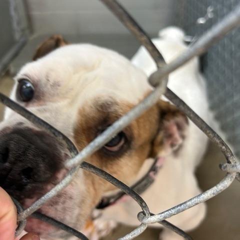 Enlarge Regina, a Adoptable English Bulldog in Bryan, OH image 1/1