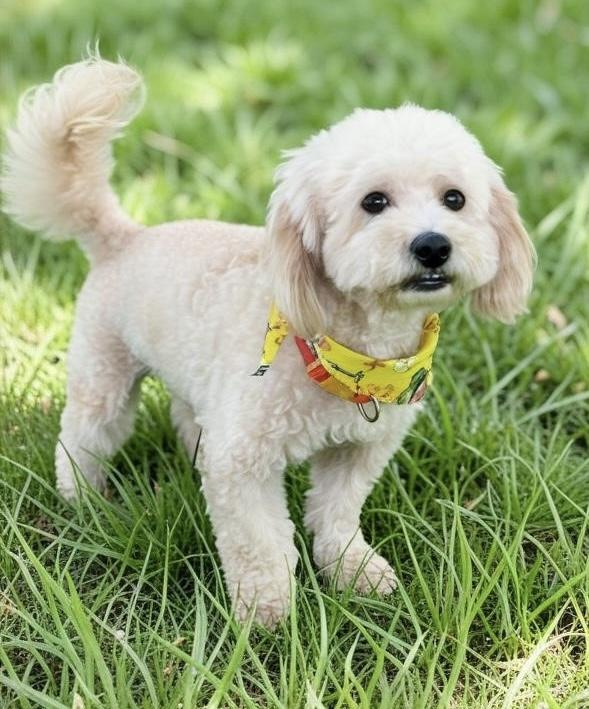 Enlarge Simba, an adopted mixed breed in Tarzana, CA image 5/6