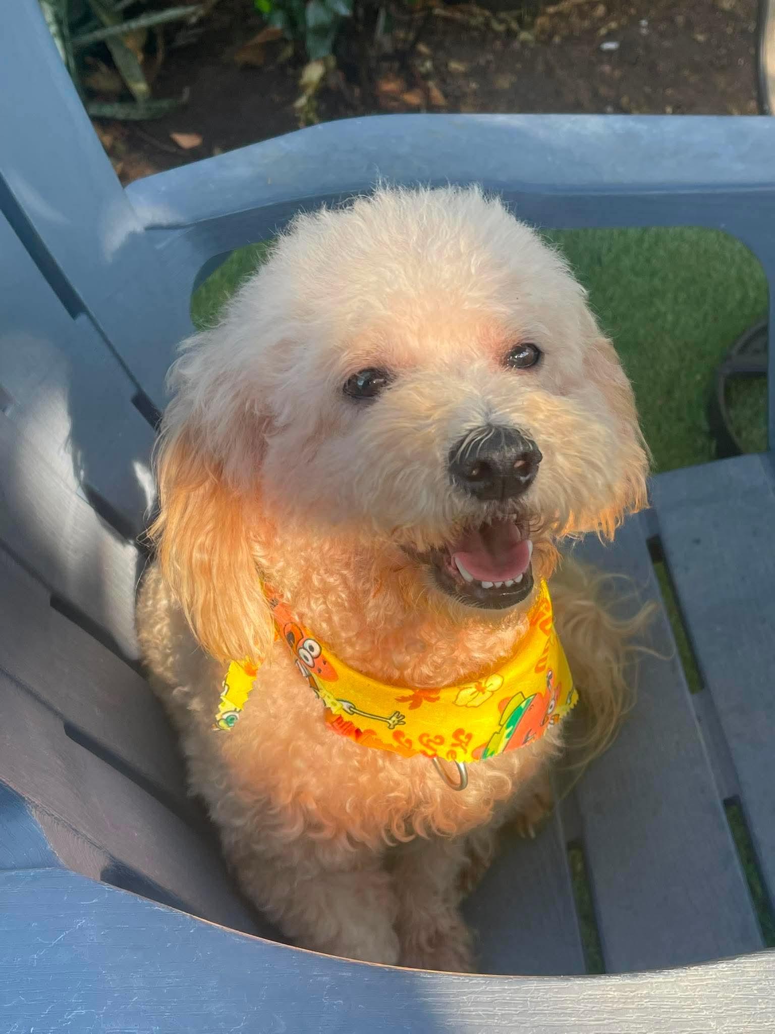 Enlarge Simba, an adopted mixed breed in Tarzana, CA image 6/6