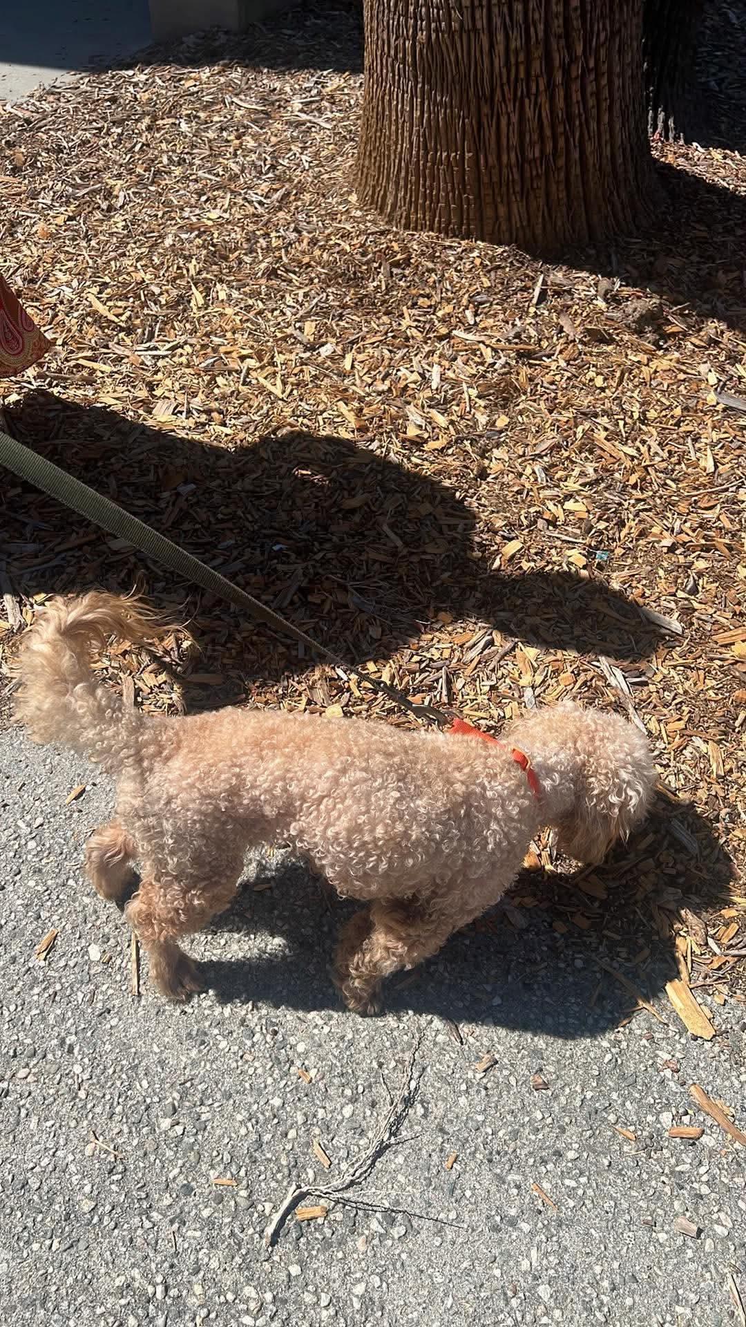 Enlarge Simba, an adopted mixed breed in Tarzana, CA image 4/6