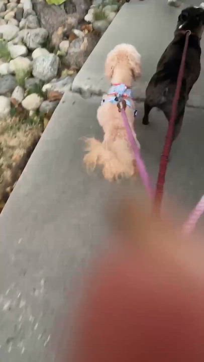 Enlarge Simba, an adopted mixed breed in Tarzana, CA video 3/6