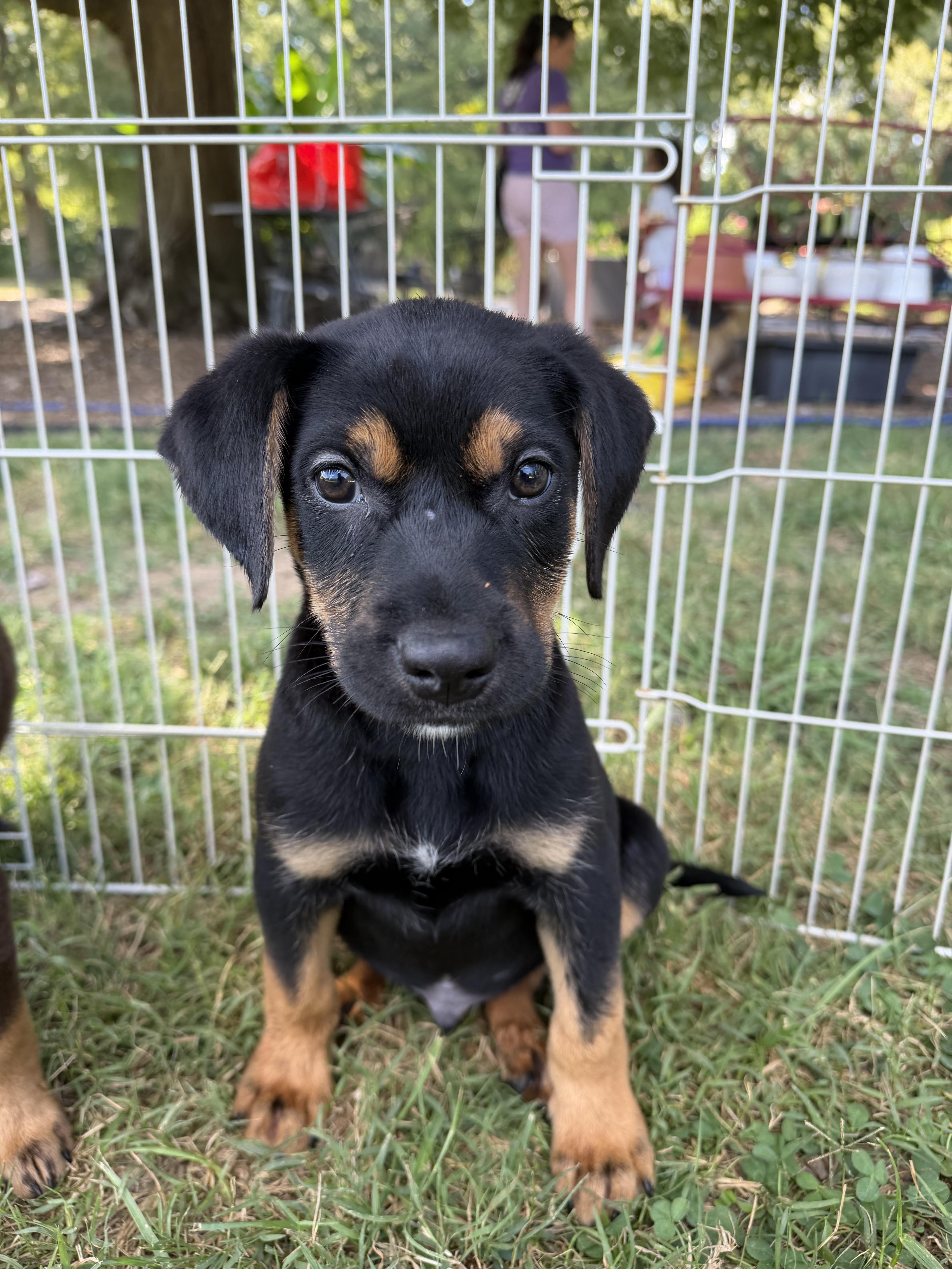 Enlarge Neo, a Adoptable mixed breed in Monroe, NC image 2/2