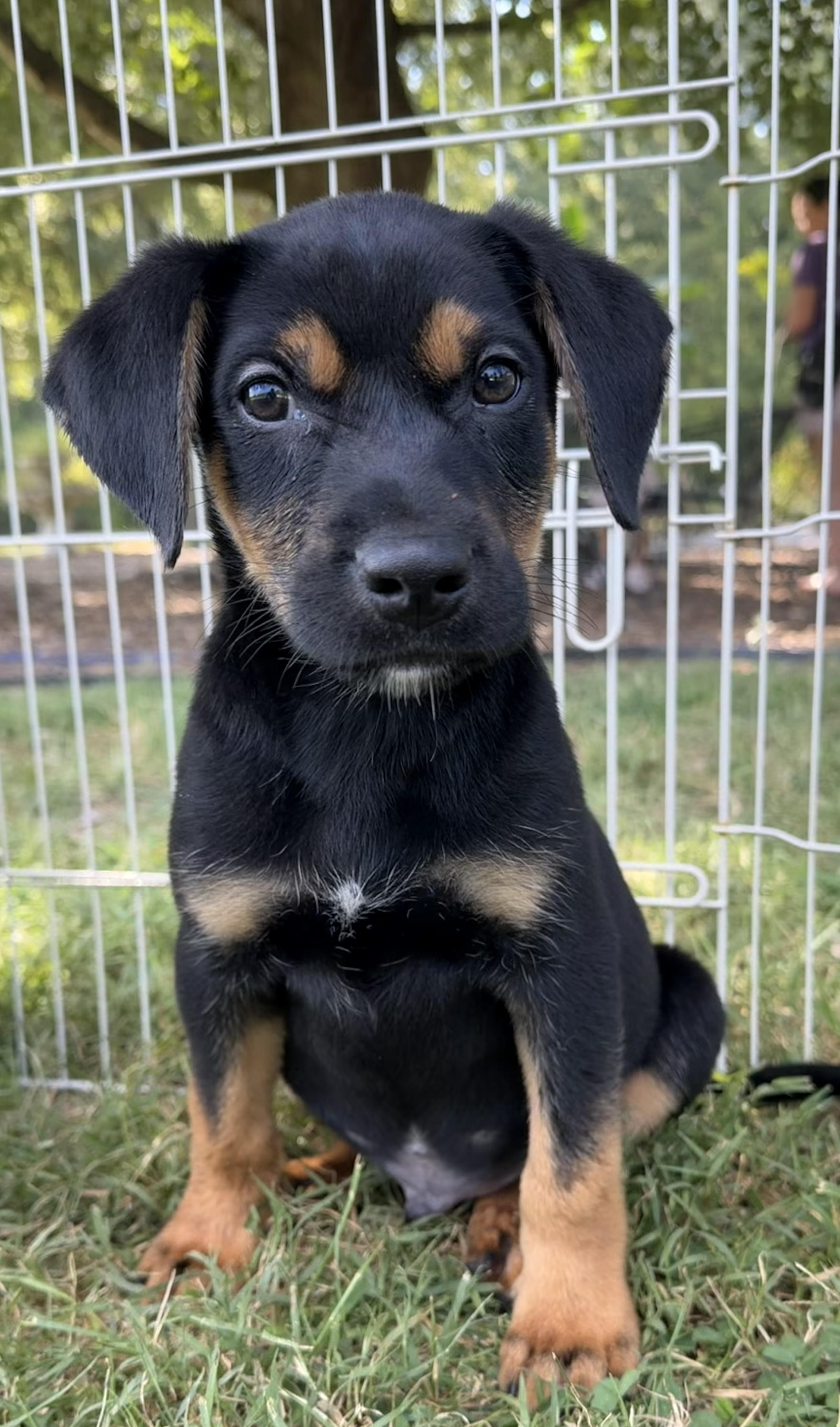 Enlarge Neo, a Adoptable mixed breed in Monroe, NC image 1/2