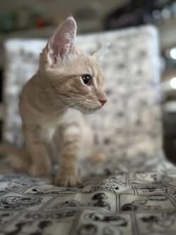 Haku photo 4