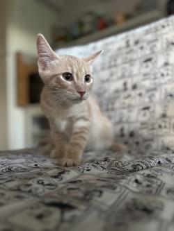Haku photo 3
