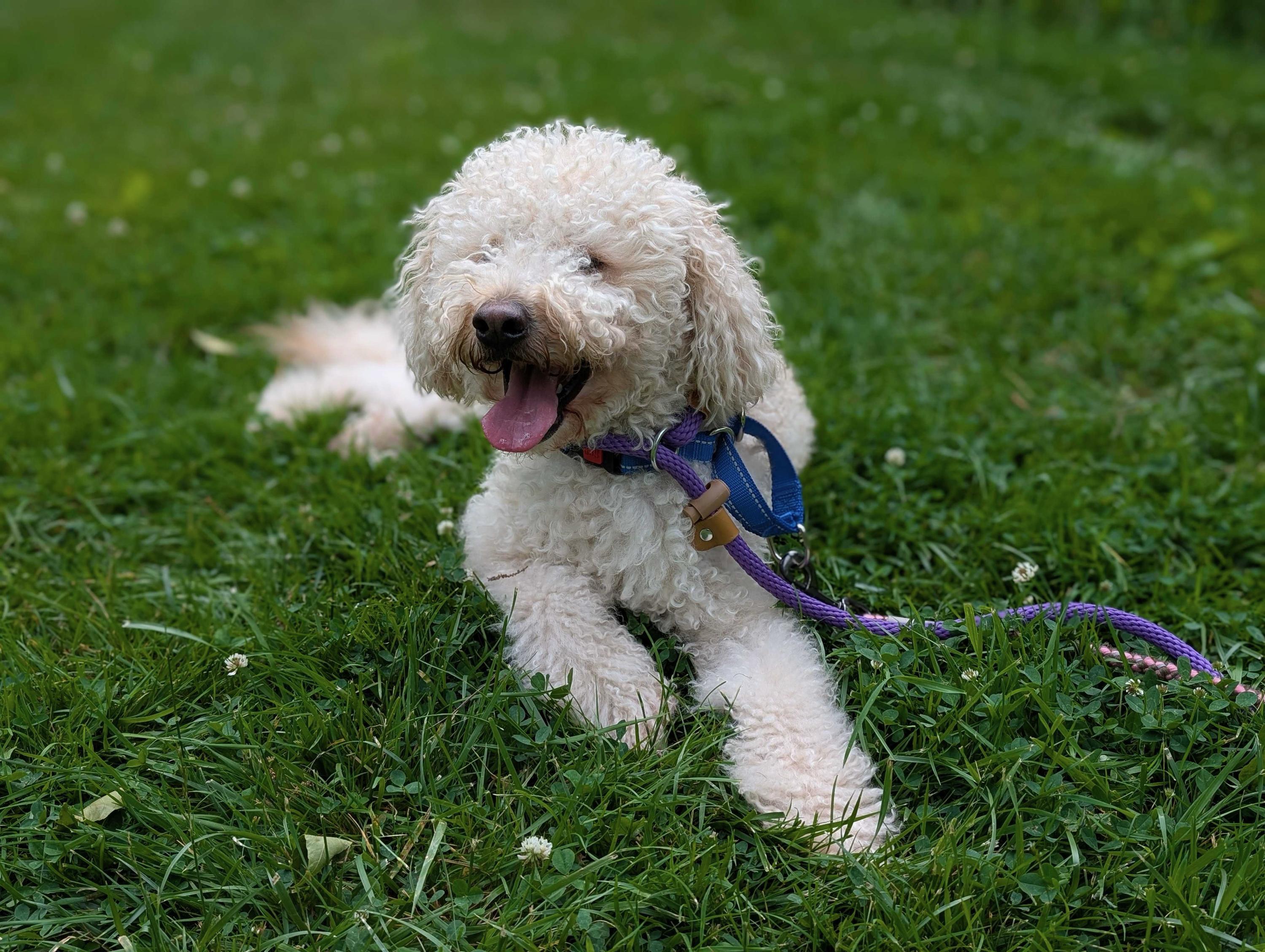 Bodhi, an adopted Goldendoodle in North Haven, CT image 1/2