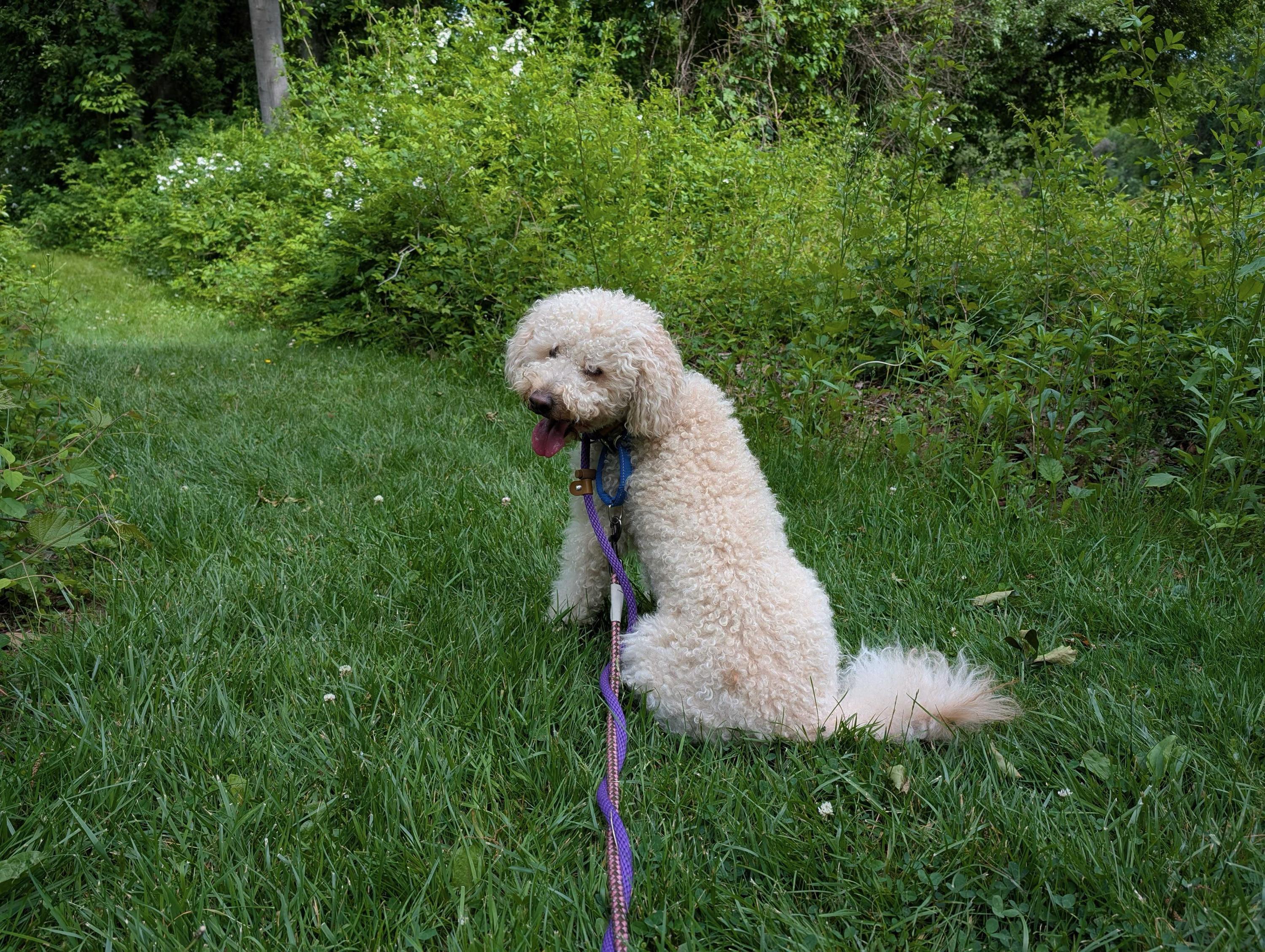 Bodhi, an adopted Goldendoodle in North Haven, CT image 2/2