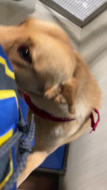 Enlarge Jones -- URGENT! LONGTIME RESIDENT!, a ADOPTABLE mixed breed in Thousand Oaks, CA video 2/2