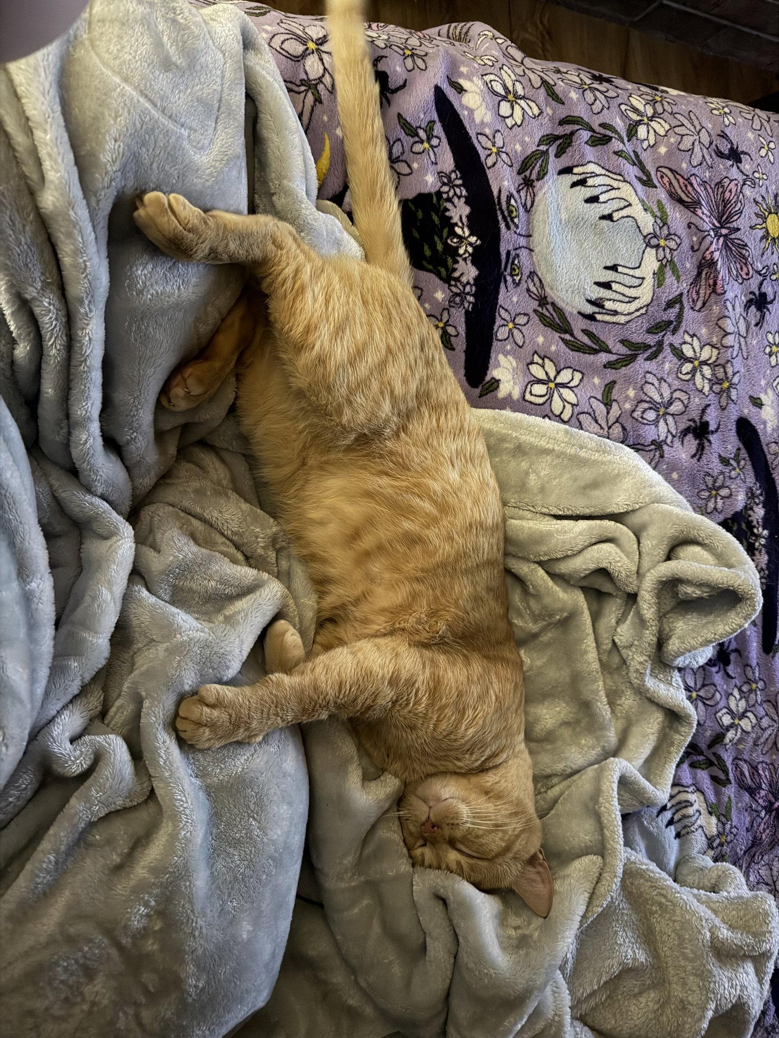 Enlarge Arley, a Adopted Domestic Short Hair in Hopewell, VA image 1/3