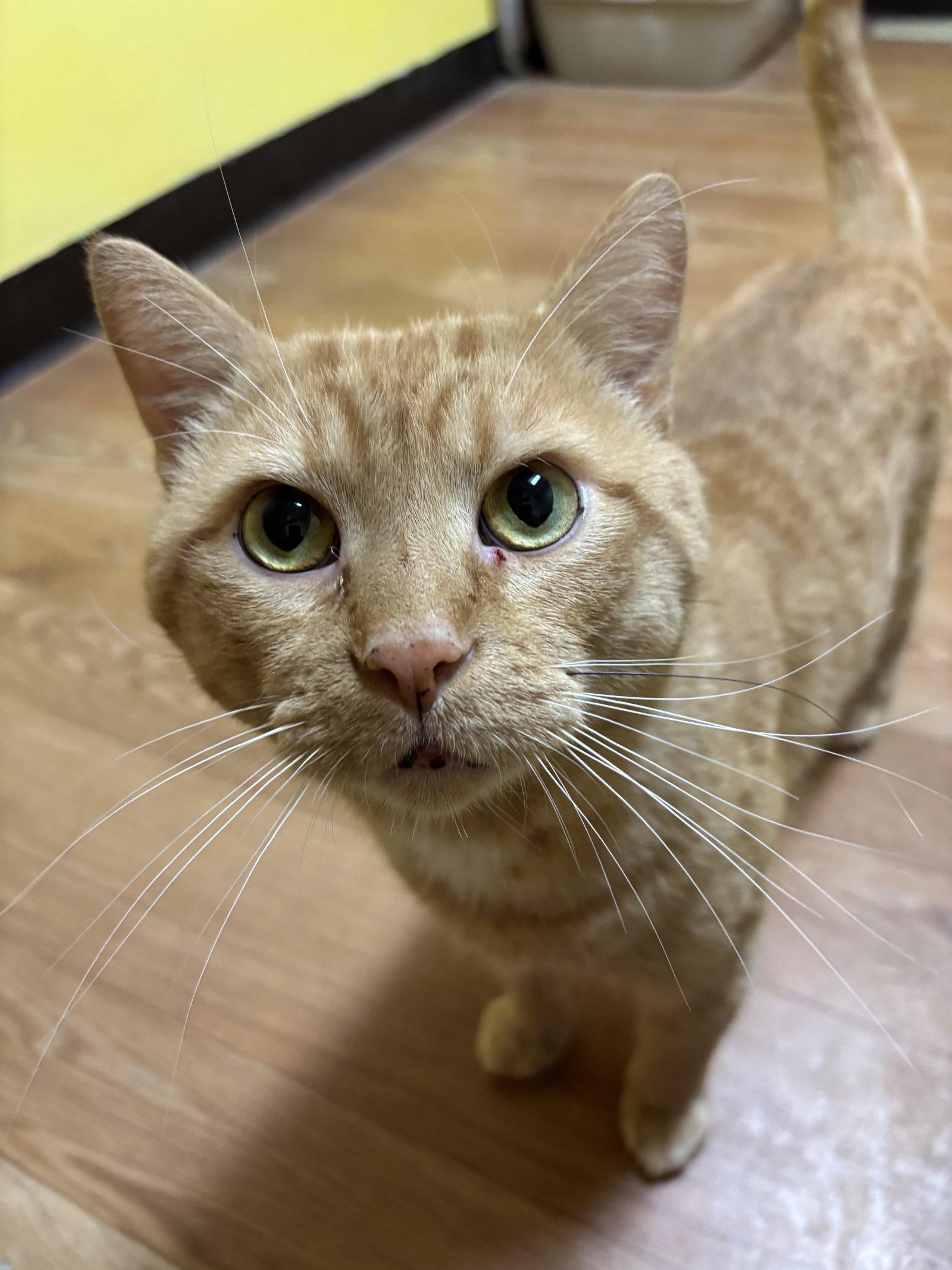 Enlarge Arley, a Adopted Domestic Short Hair in Hopewell, VA image 2/3