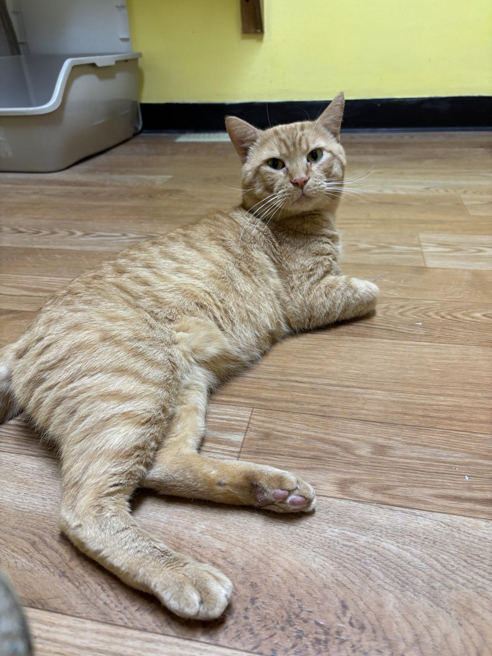 Enlarge Arley, a Adopted Domestic Short Hair in Hopewell, VA image 3/3