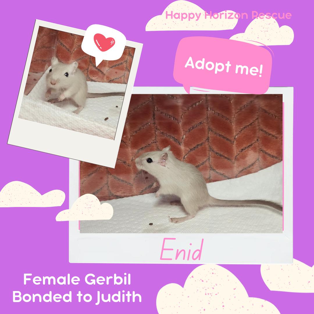 Enlarge Judith & Enid, a Adoptable Gerbil in West Chester, OH image 2/2