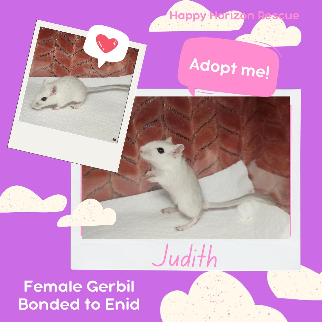 Enlarge Judith & Enid, a Adoptable Gerbil in West Chester, OH image 1/2