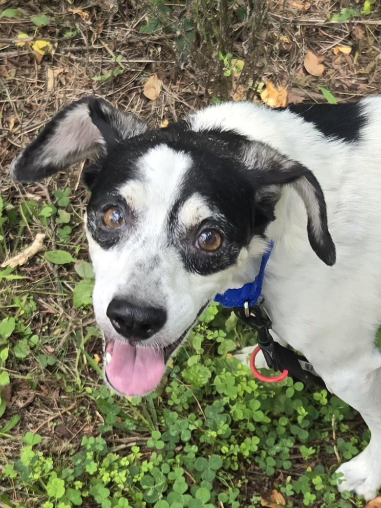 Enlarge Alonzo, a ADOPTABLE mixed breed in Concord, OH image 1/2
