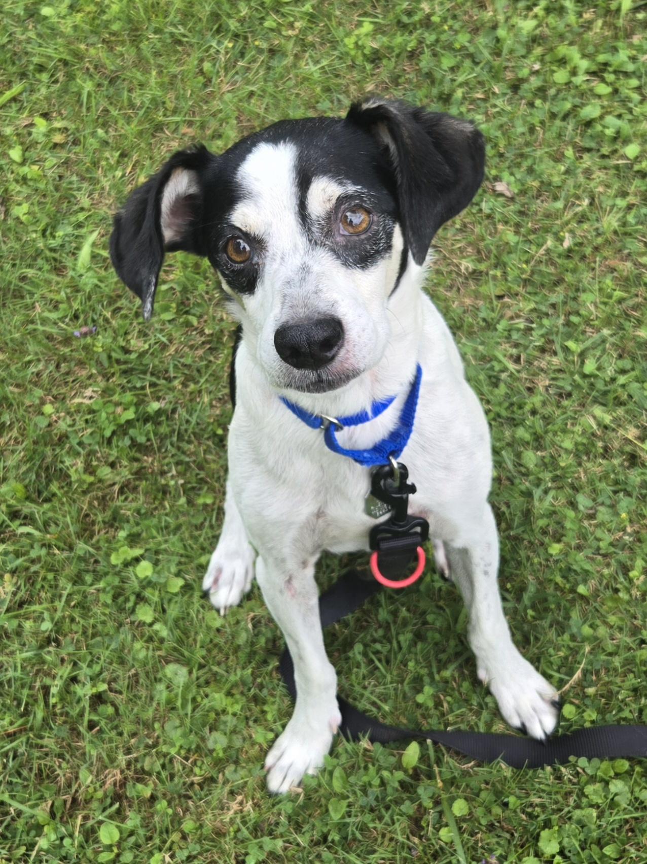 Enlarge Alonzo, a ADOPTABLE mixed breed in Concord, OH image 2/2