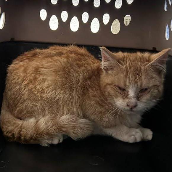 Dumpling, Adoptable, Young Male Domestic Short Hair.