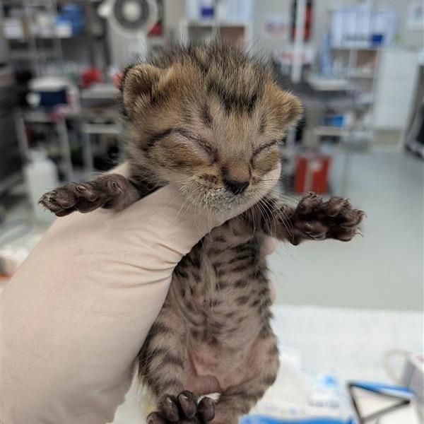 Moss, Adoptable, Kitten Female Domestic Short Hair.