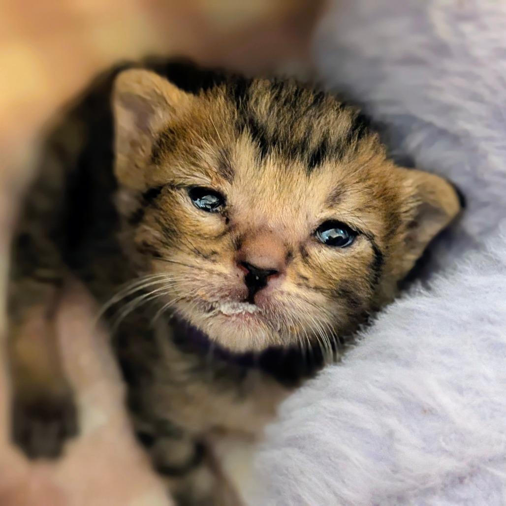 Enlarge Moss, a Adoptable Domestic Short Hair in Houston, TX image 2/4