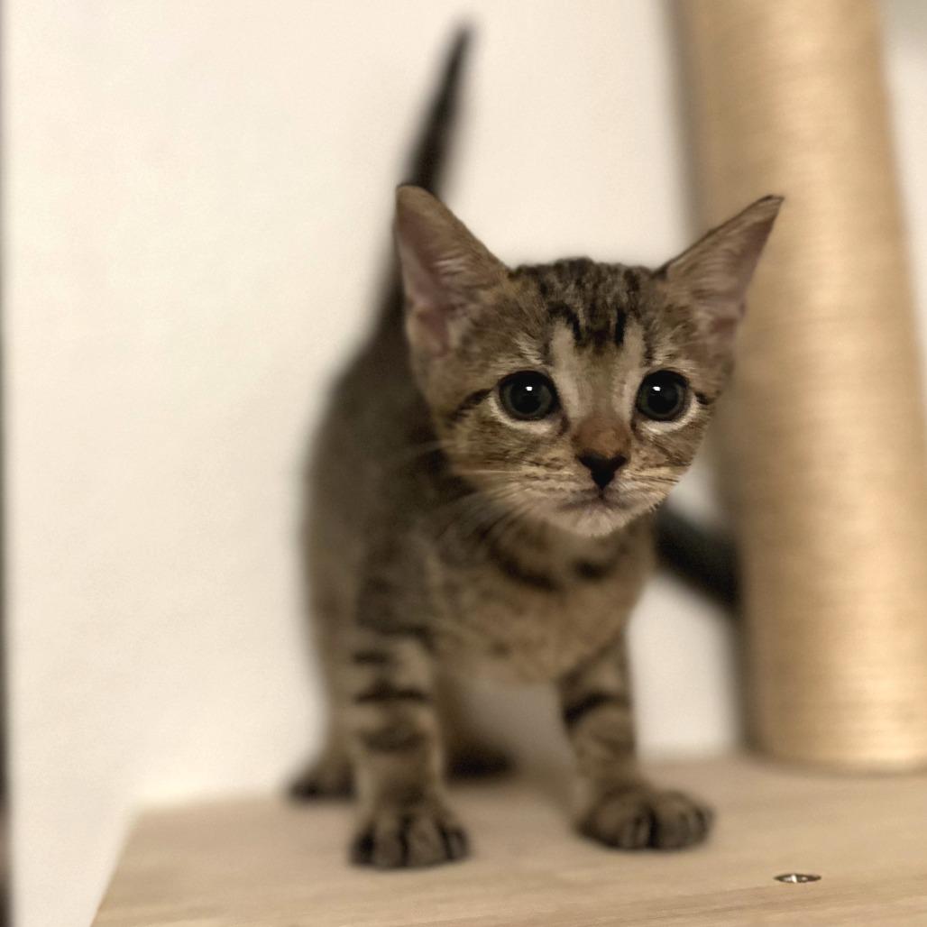 Enlarge Moss, a Adoptable Domestic Short Hair in Houston, TX image 3/4