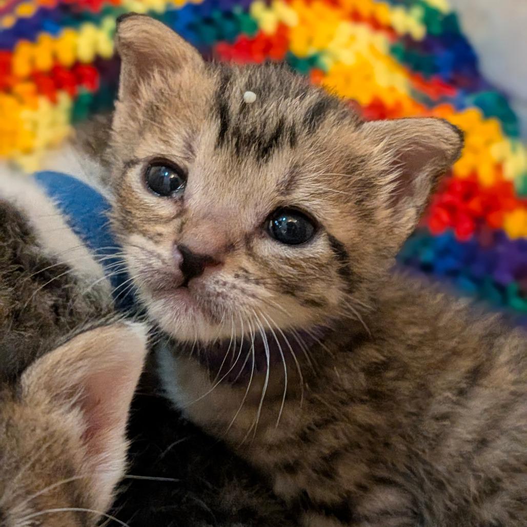 Enlarge Moss, a Adoptable Domestic Short Hair in Houston, TX image 4/4