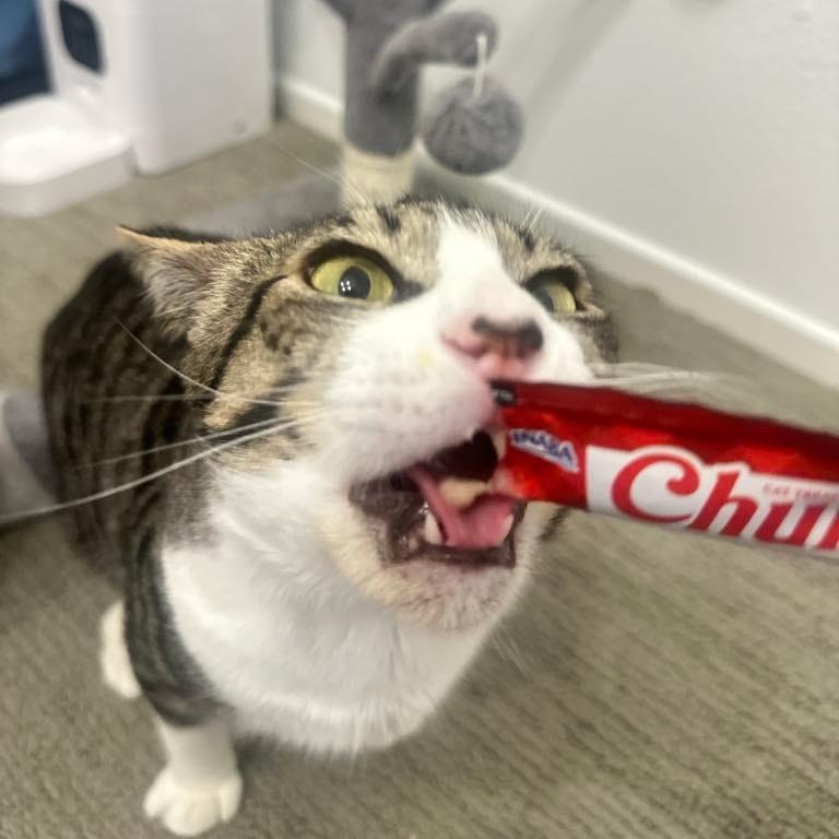 Bootstrap Bill — thumbnail 2