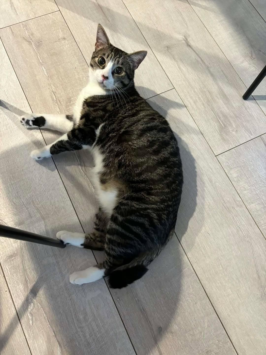 Bootstrap Bill — thumbnail 3