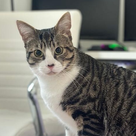 Enlarge Bootstrap Bill, a Adoptable Domestic Short Hair in Santa Ana, CA image 2/6