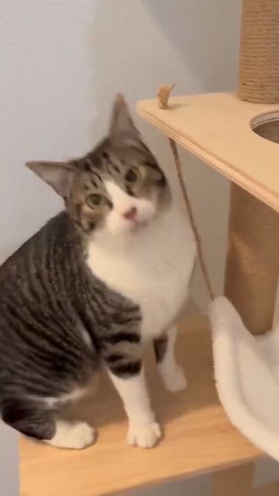 Enlarge Bootstrap Bill, a Adoptable Domestic Short Hair in Santa Ana, CA video 4/6