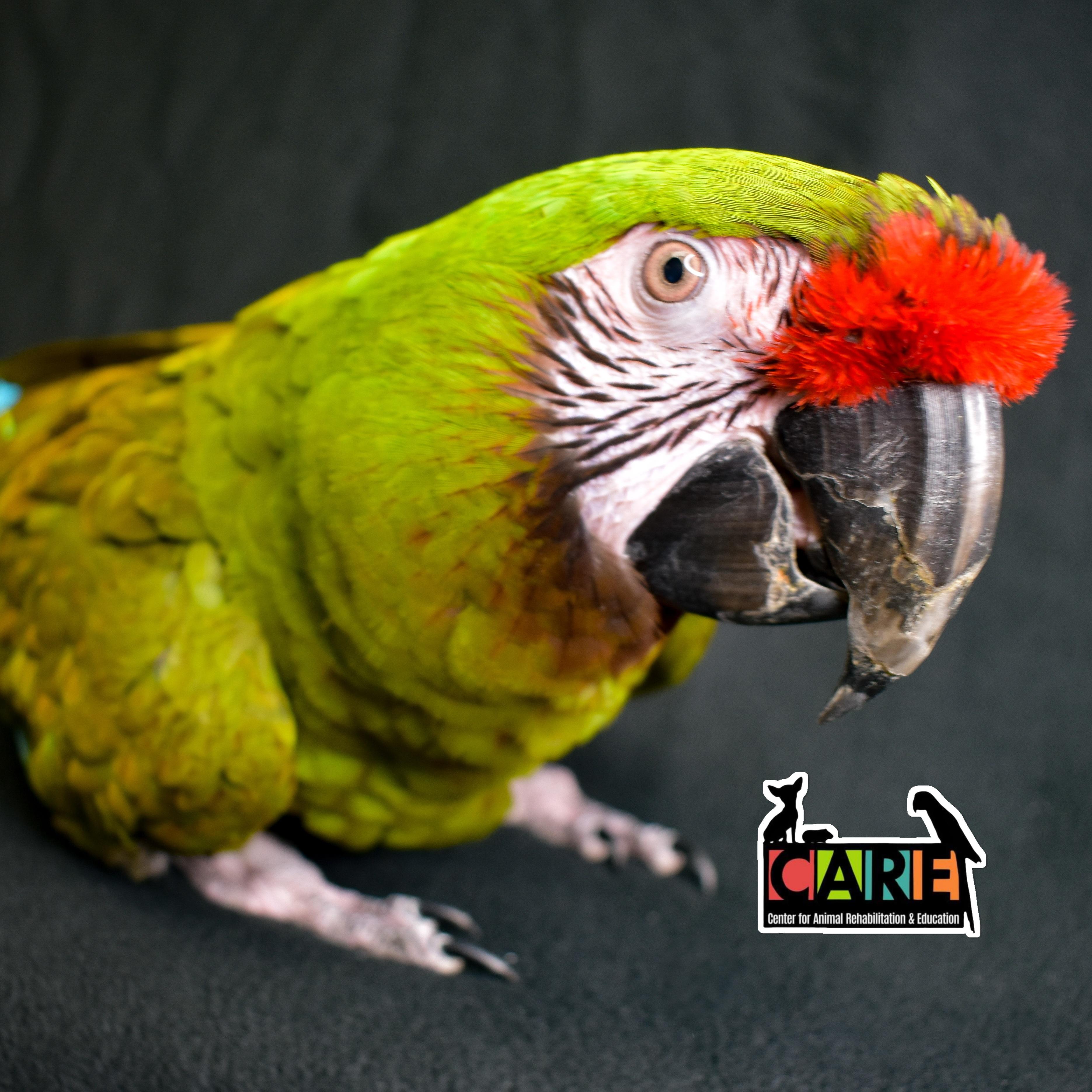 Rocky, Adoptable, Adult Female Macaw.