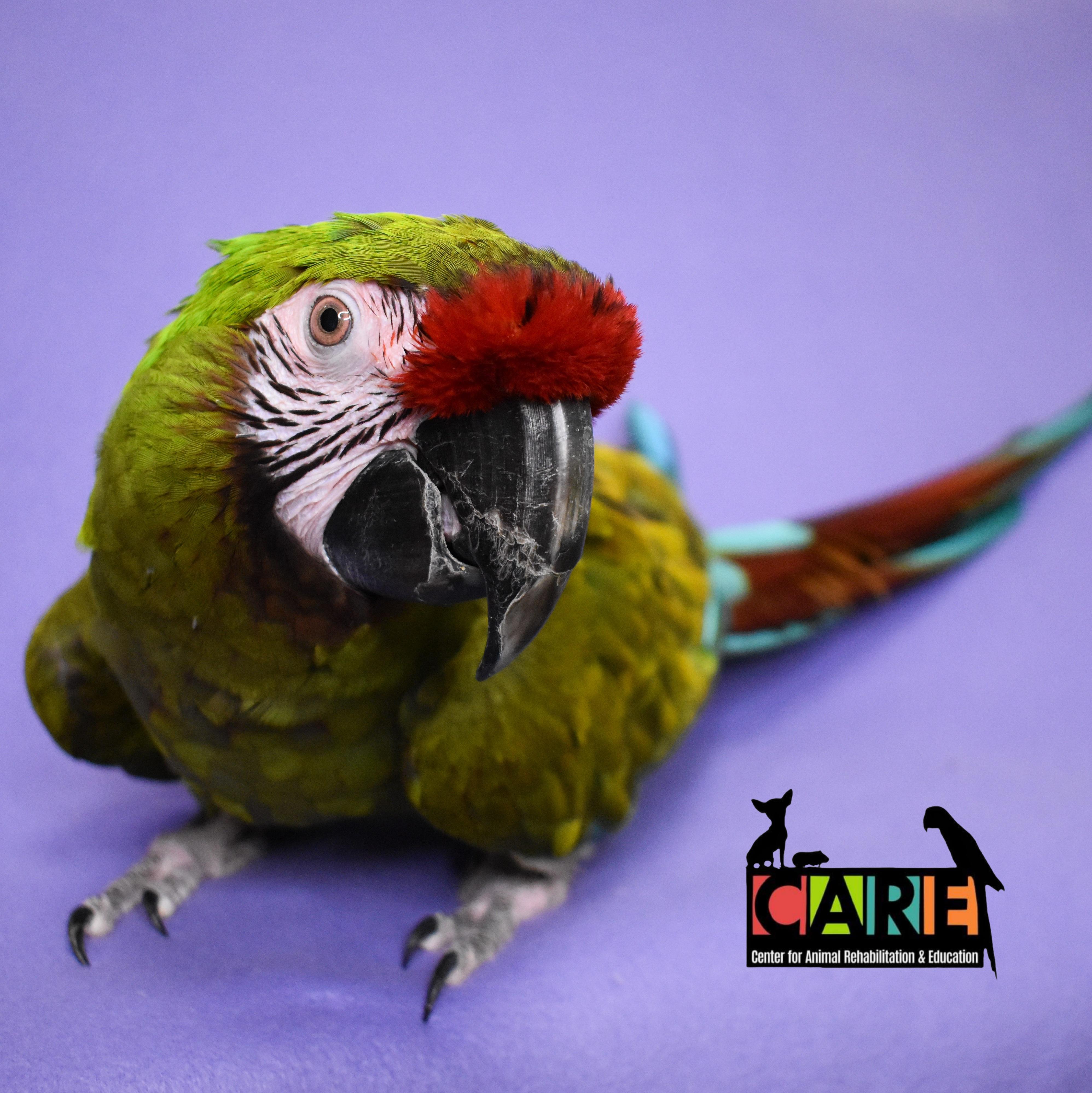 Enlarge Rocky, a Adoptable Macaw in Waukesha, WI image 1/6