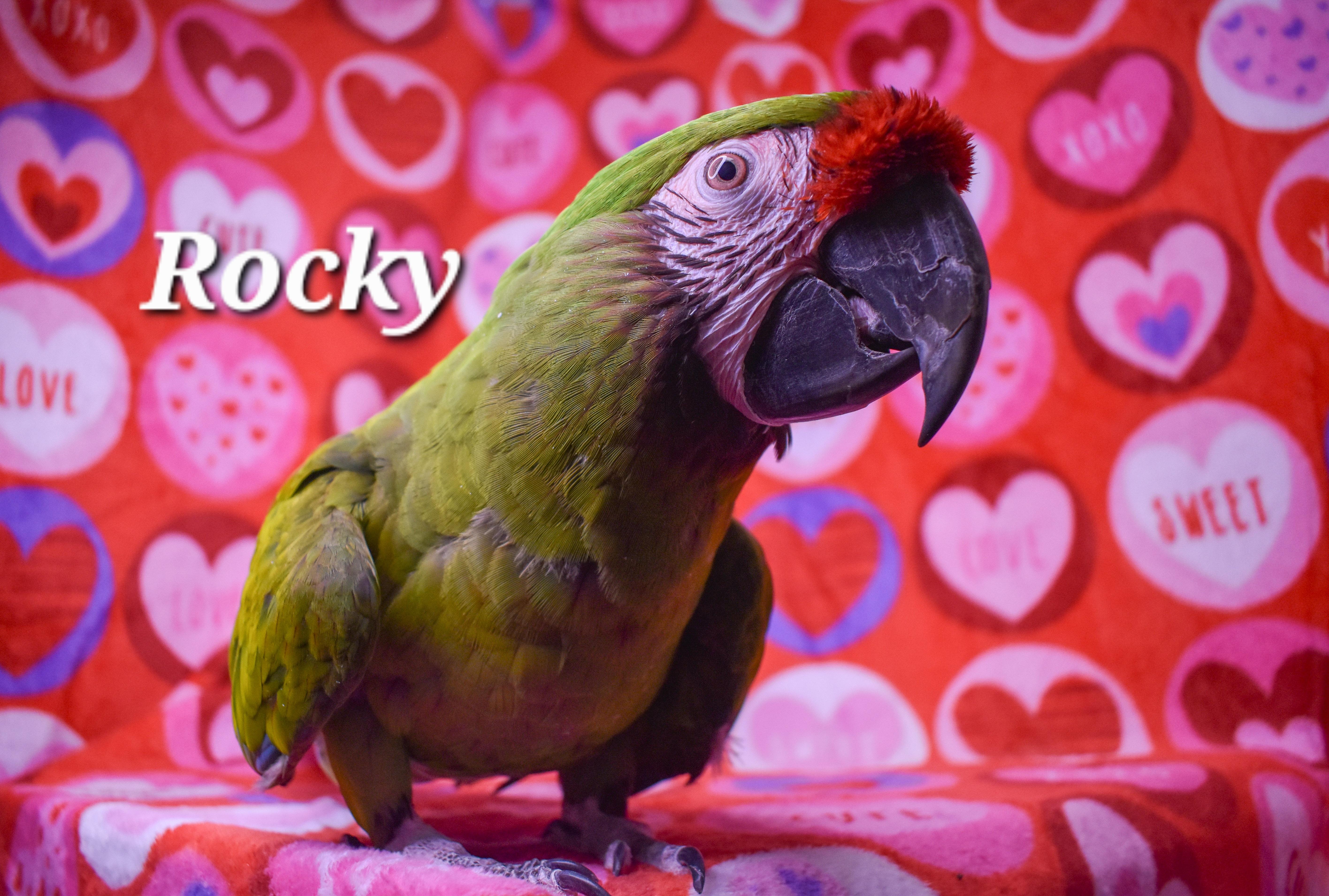 Enlarge Rocky, a Adoptable Macaw in Waukesha, WI image 3/6