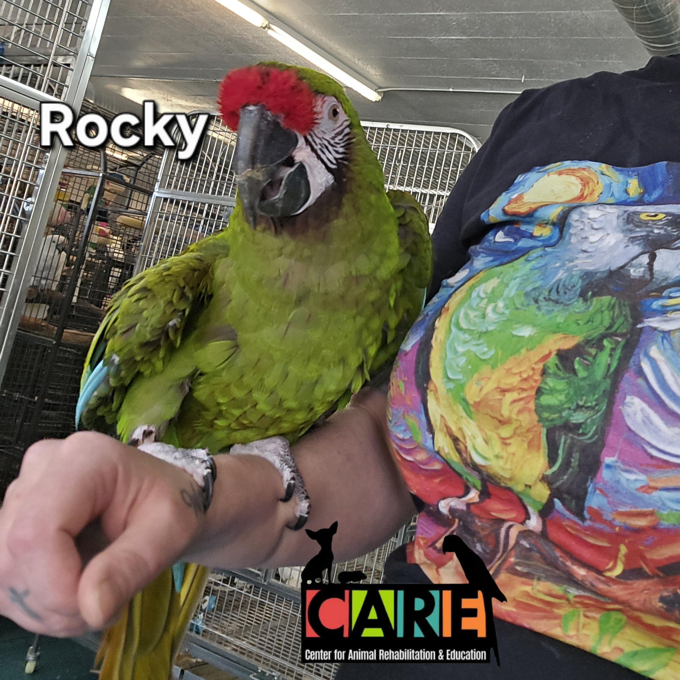 Enlarge Rocky, a Adoptable Macaw in Waukesha, WI image 2/6