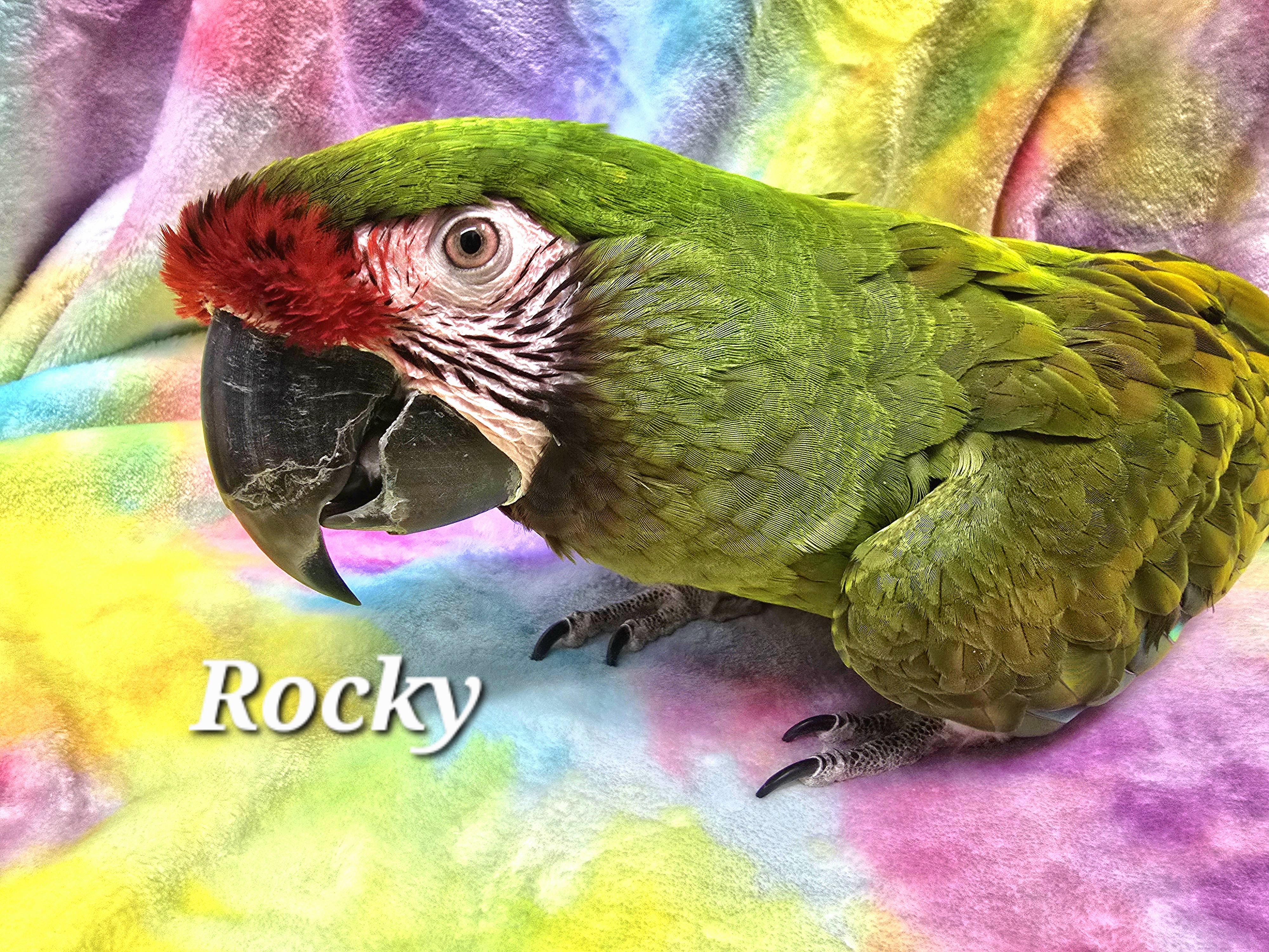 Rocky, Adoptable, Adult Female Macaw.