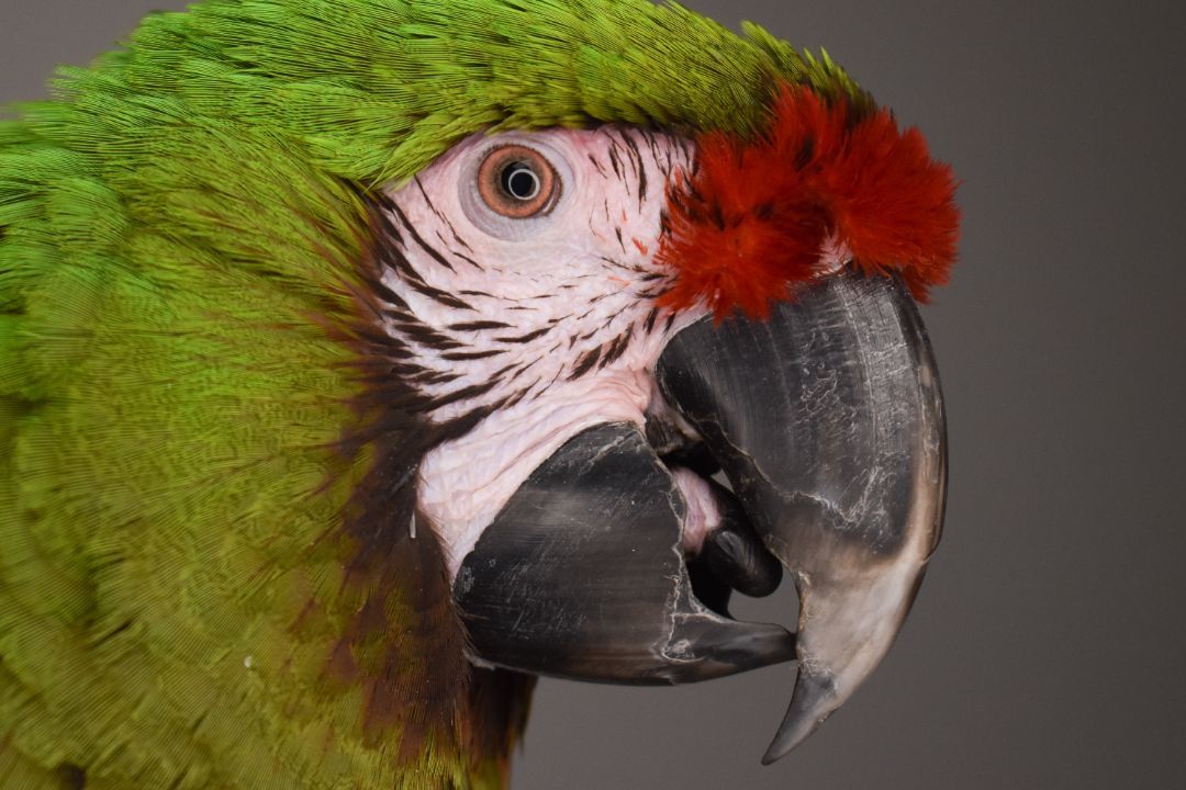 Enlarge Rocky, a Adoptable Macaw in Waukesha, WI image 6/6