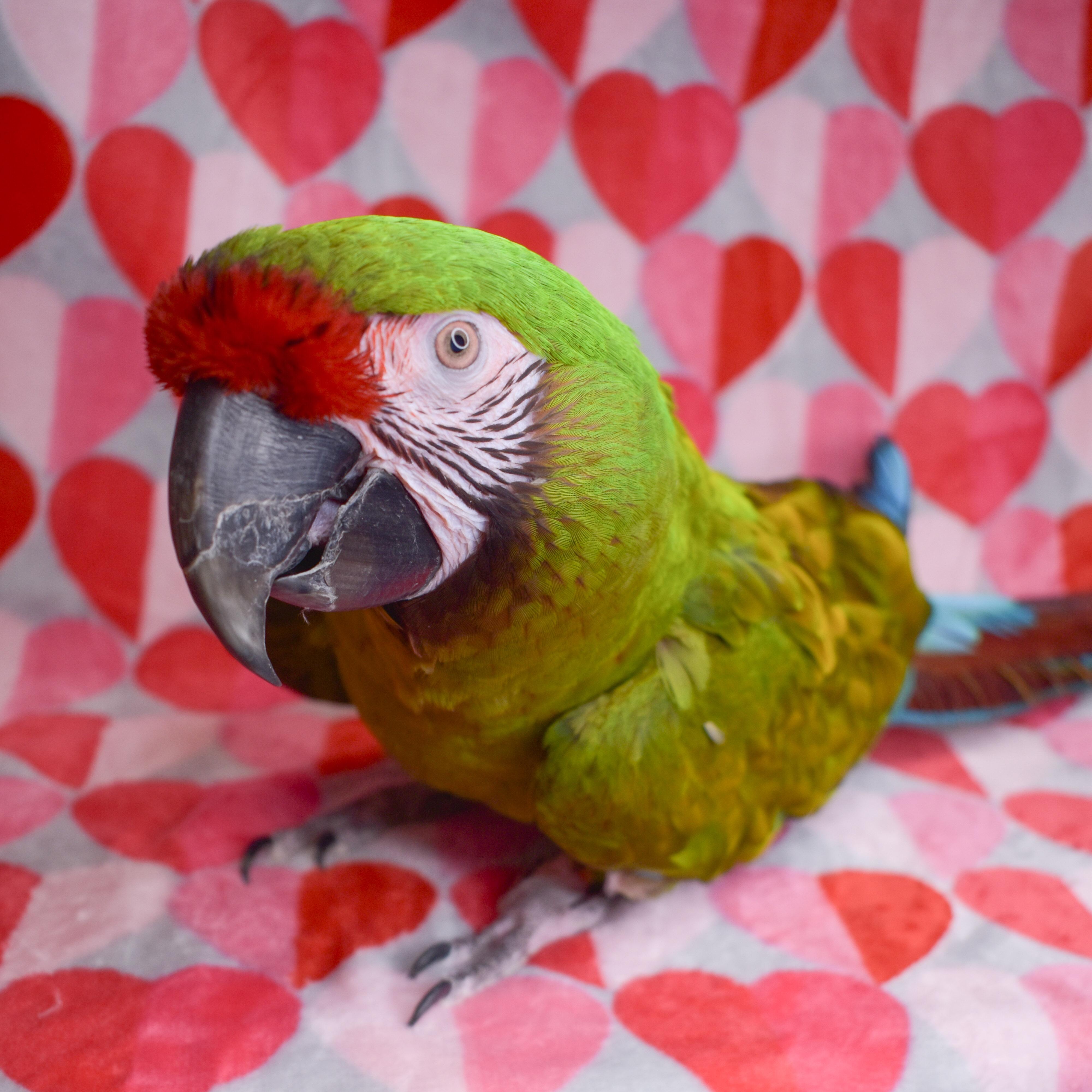 Enlarge Rocky, a Adoptable Macaw in Waukesha, WI image 1/6