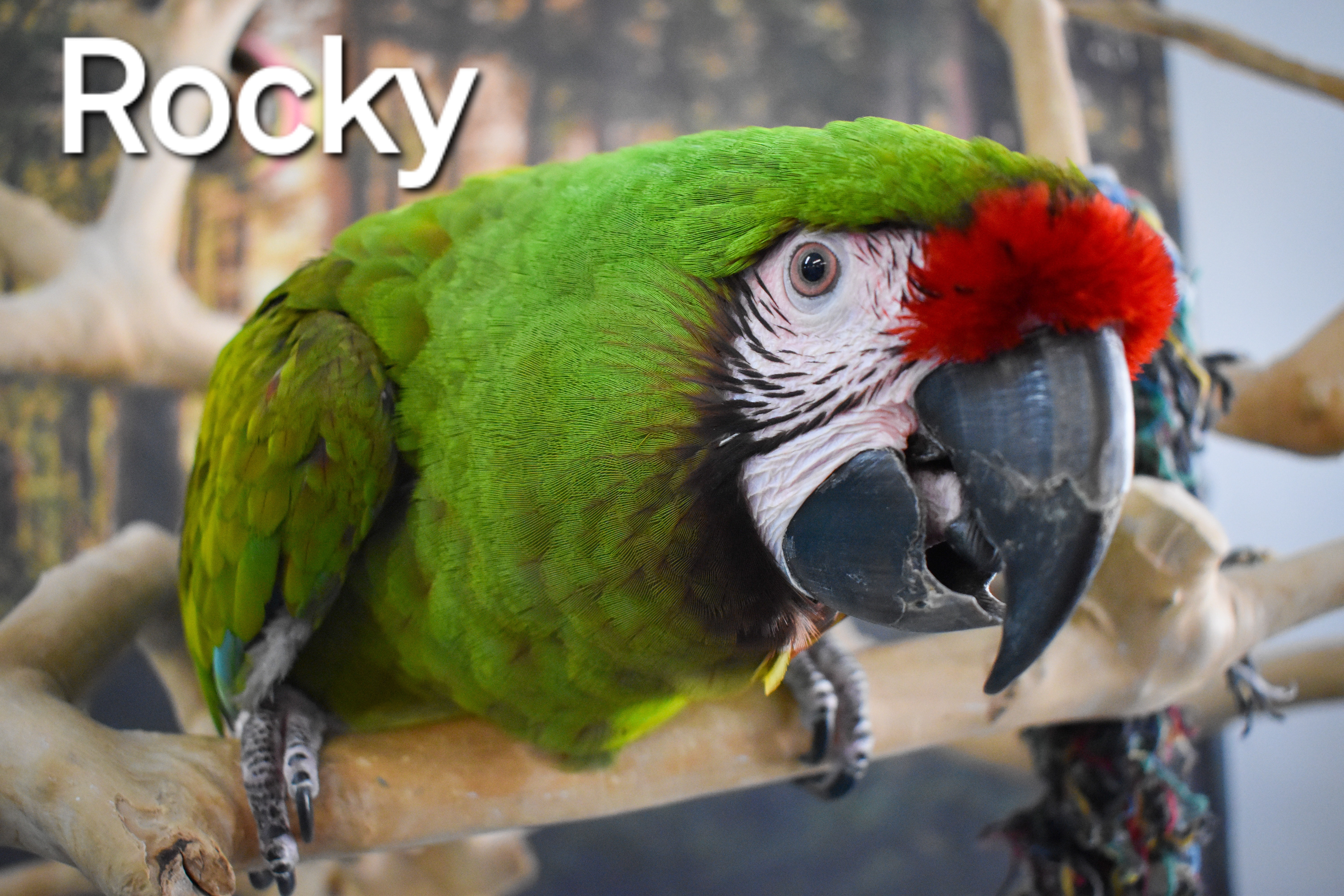Enlarge Rocky, a Adoptable Macaw in Waukesha, WI image 4/6
