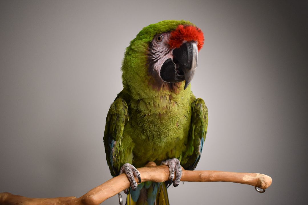 Enlarge Rocky, a Adoptable Macaw in Waukesha, WI image 5/6