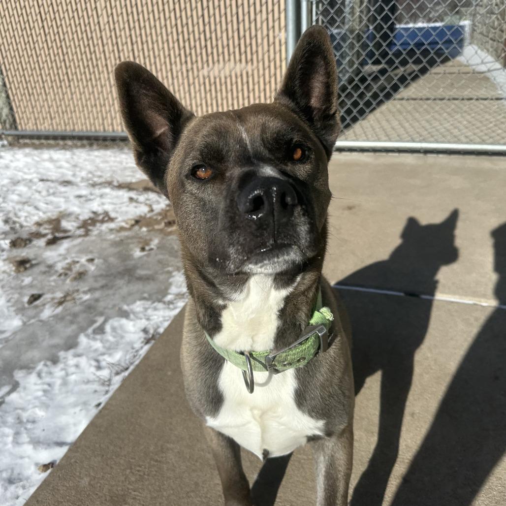 Loki, ADOPTABLE, Adult Male Husky.