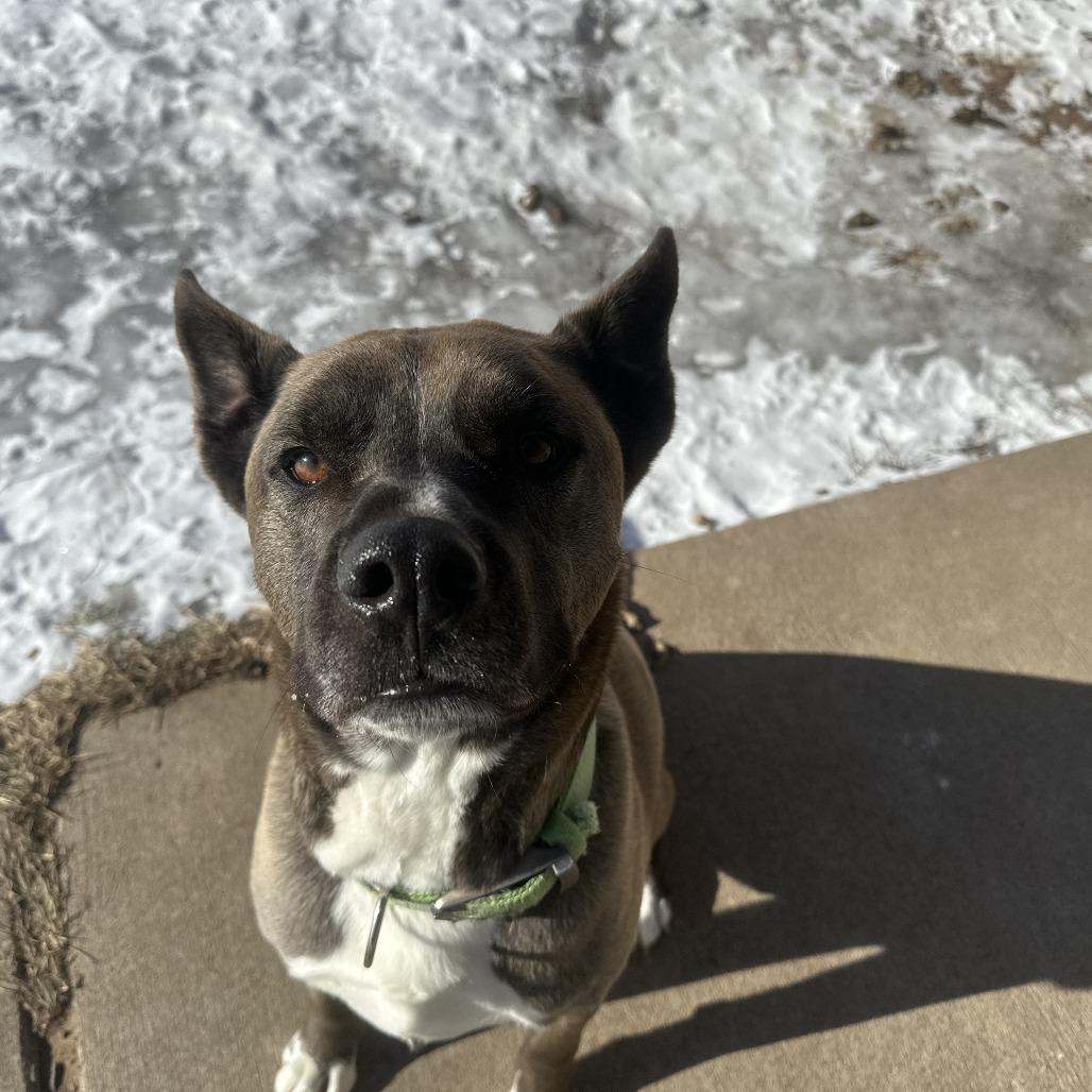 Enlarge Loki, an adopted Husky in Chippewa Falls, WI image 2/3