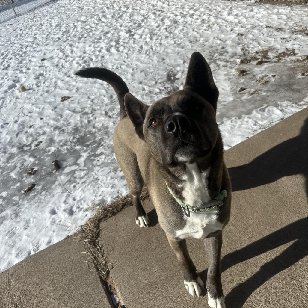 Enlarge Loki, an adopted Husky in Chippewa Falls, WI image 3/3