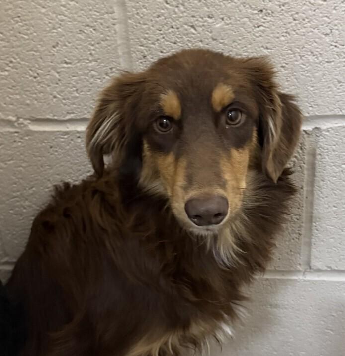 Pup Leonard thumbnail 2