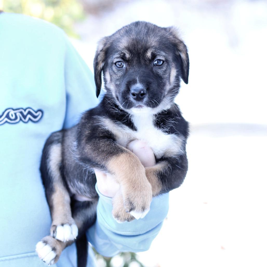 CT Naomi, a Adoptable mixed breed in Eastford, CT image 1/3