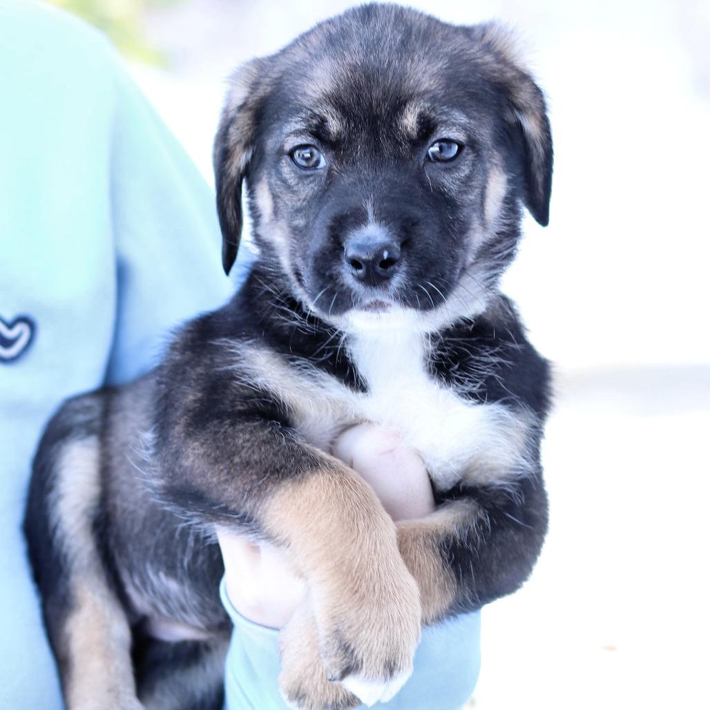 CT Naomi, a Adoptable mixed breed in Eastford, CT image 2/3