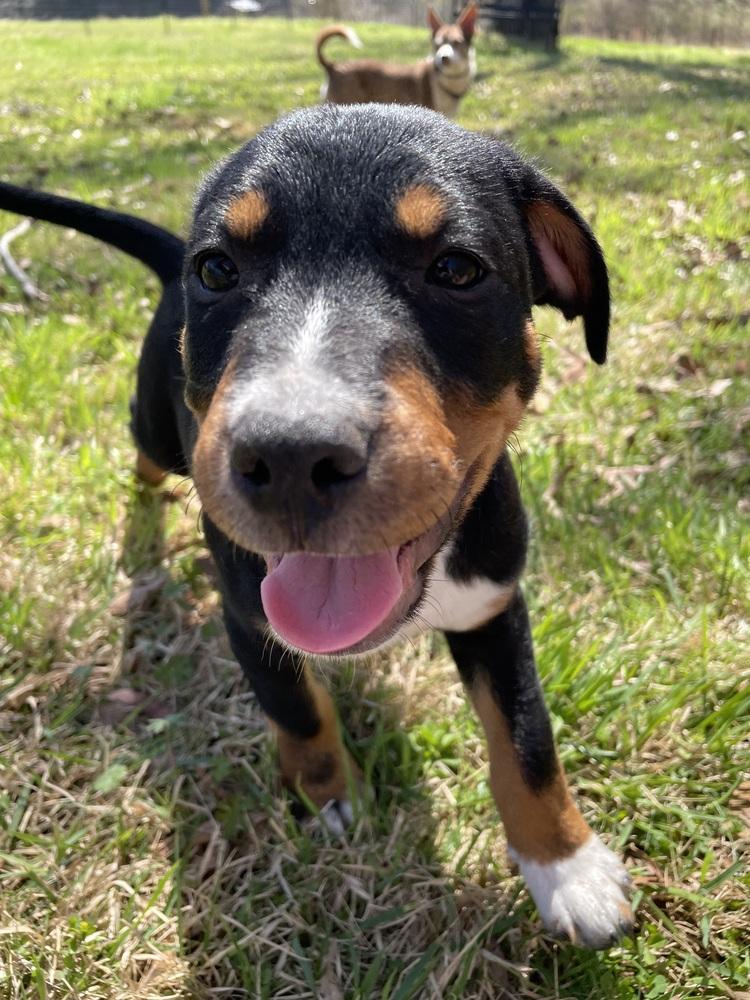 Kiwi, Adoptable, Puppy Male Labrador Retriever & Hound.