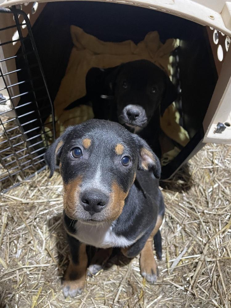 Enlarge Kiwi, a Adoptable mixed breed in Newnan, GA image 2/6