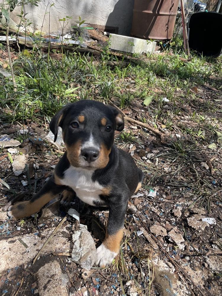 Enlarge Kiwi, a Adoptable mixed breed in Newnan, GA image 3/6