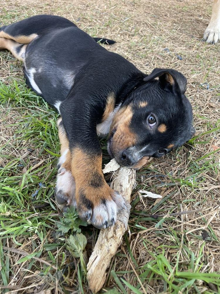 Enlarge Kiwi, a Adoptable mixed breed in Newnan, GA image 4/6