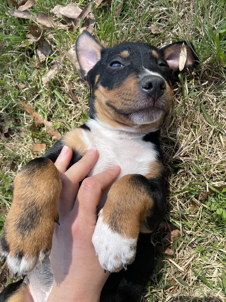 Enlarge Kiwi, a Adoptable mixed breed in Newnan, GA image 5/6