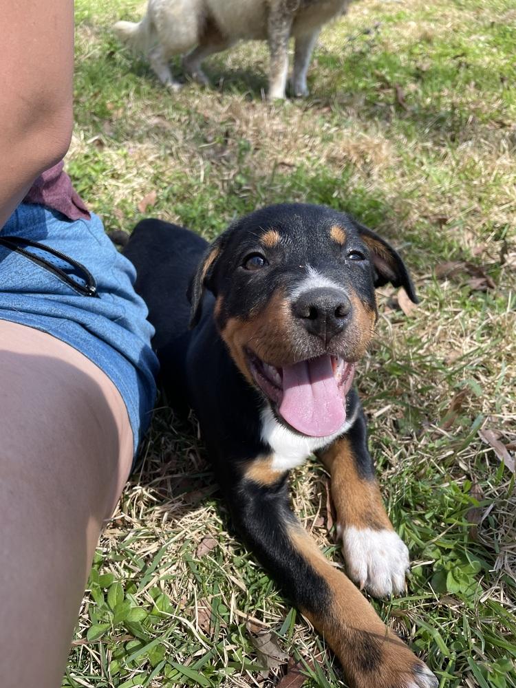 Enlarge Kiwi, a Adoptable mixed breed in Newnan, GA image 6/6