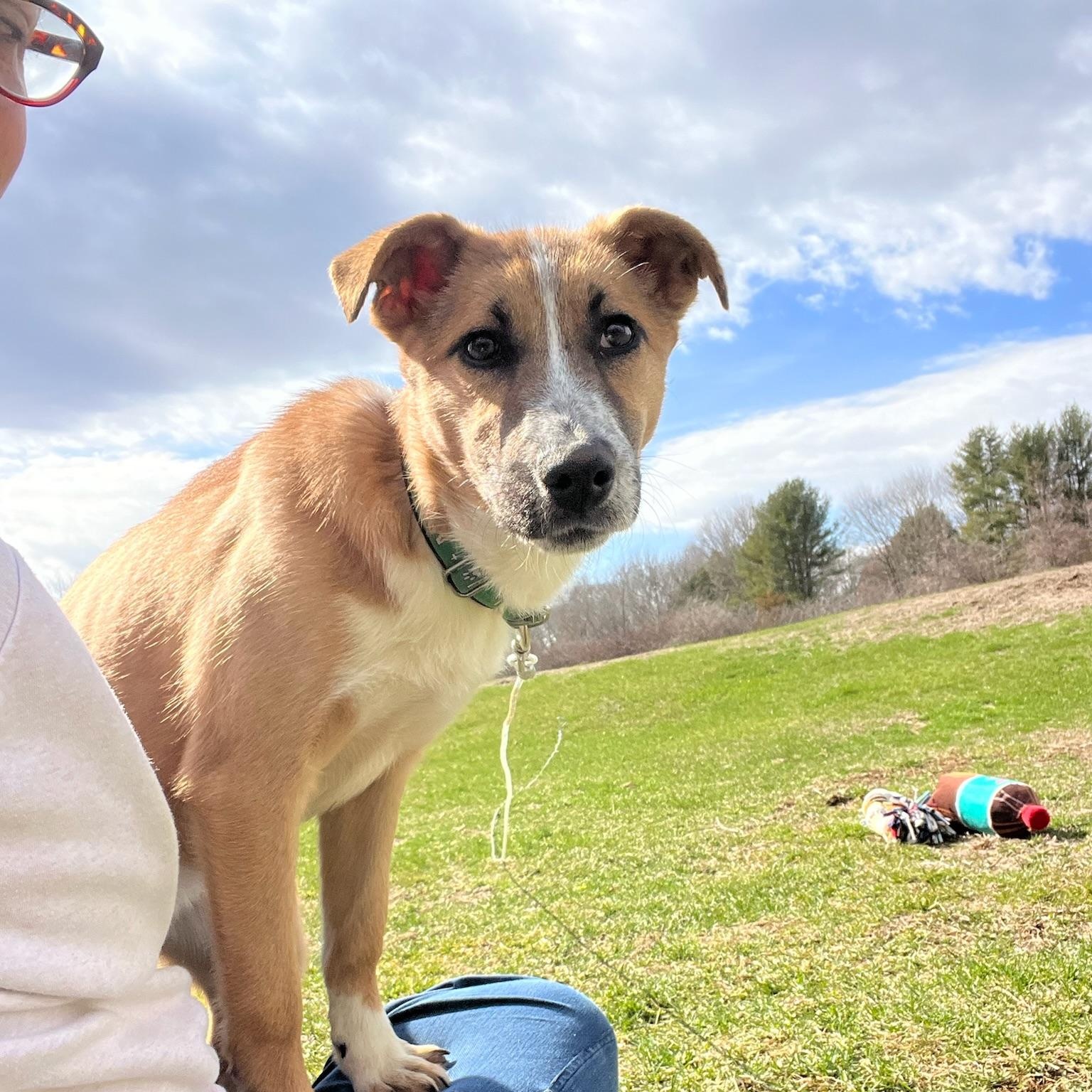 Kalahari, a Adoptable mixed breed in Griswold, CT image 2/6